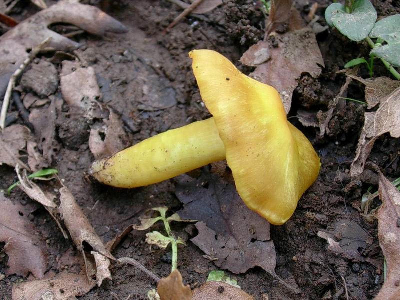 1809 Novembre vecchio ritrovamento